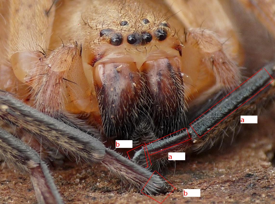 ragno morto (Clubiona sp.) e chiarimenti sulle scopule